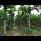 Eine Papaya-Plantage